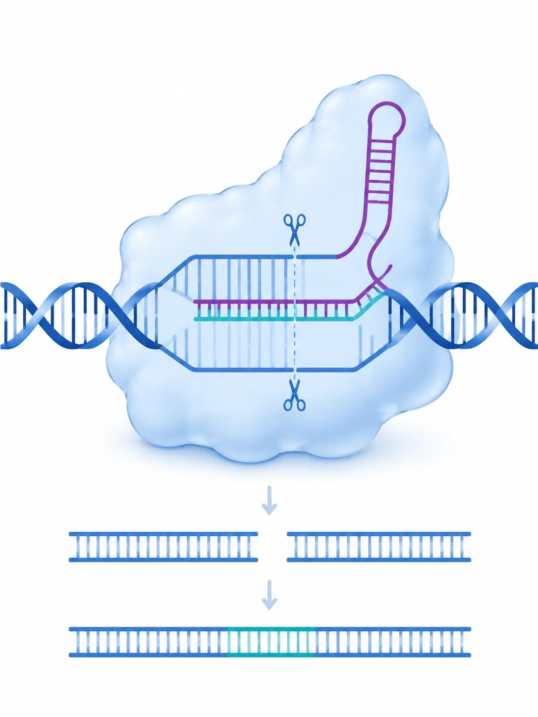 AI-generated composition showing a CRISPR editing and DNA repair sequence