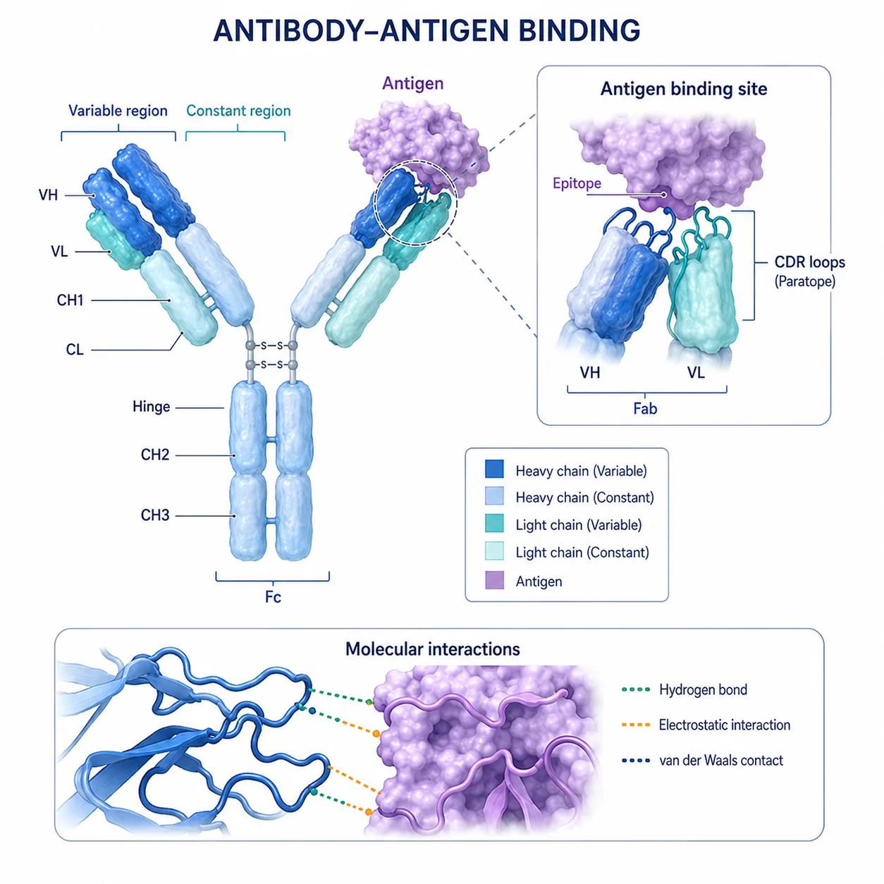 Detailed molecular surface rendering of antibody and antigen binding