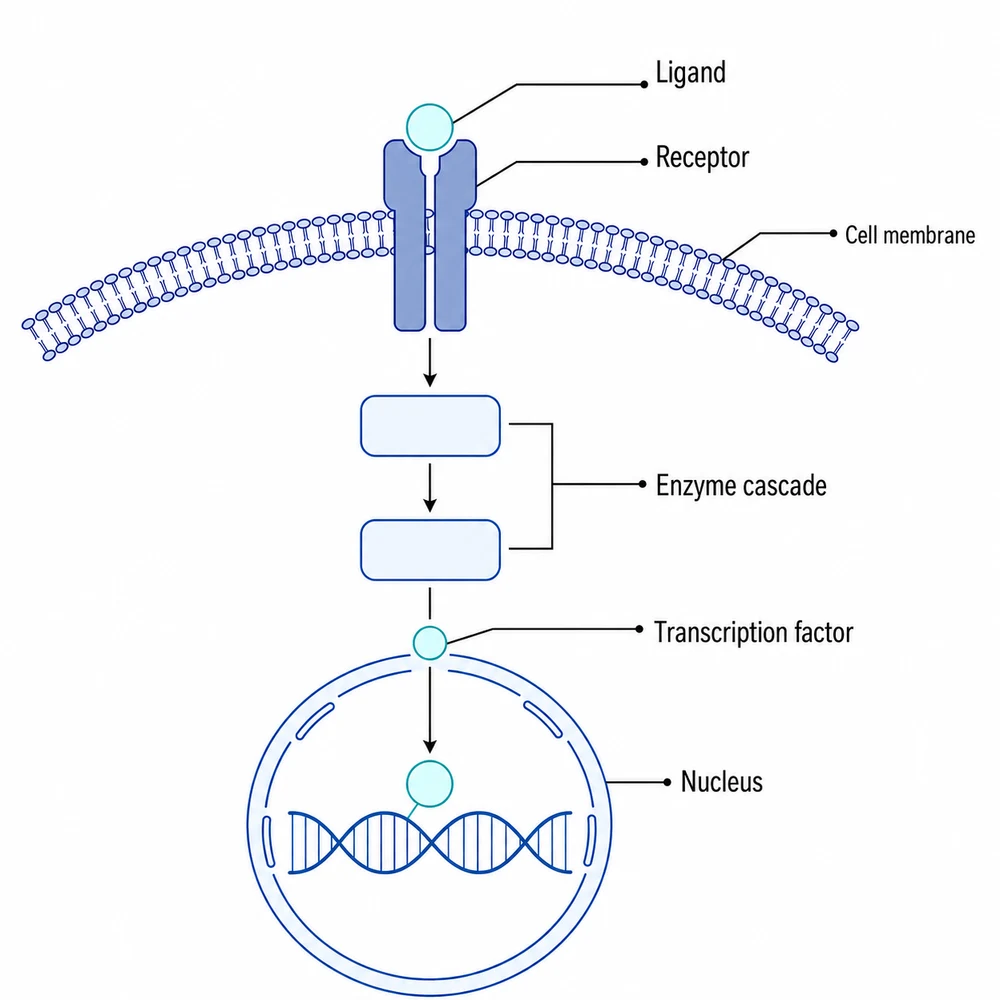 A signalling pathway diagram whose Chinese labels have been replaced with English ones